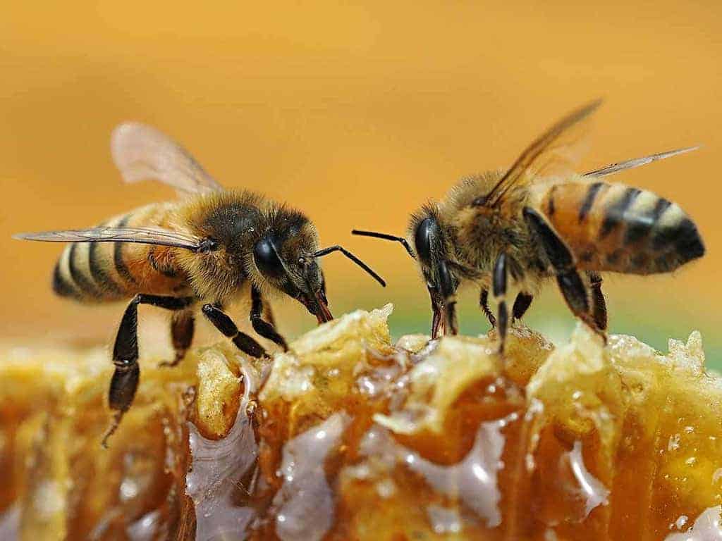 identify real and fake honey