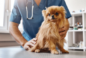doctor holding a dog